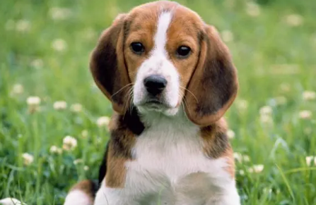 给爱犬舔毛的方法有哪些地方？看过你就明白了了！(图2)
