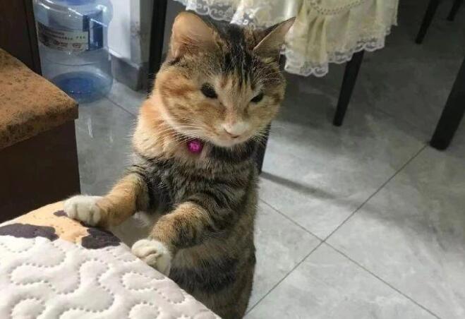 去朋友家做客 轻轻推开门却迈不开步子：这猫盯着些怪？(图1)