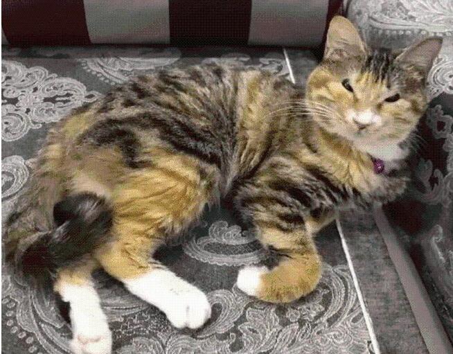 去朋友家做客 轻轻推开门却迈不开步子：这猫盯着些怪？(图2)
