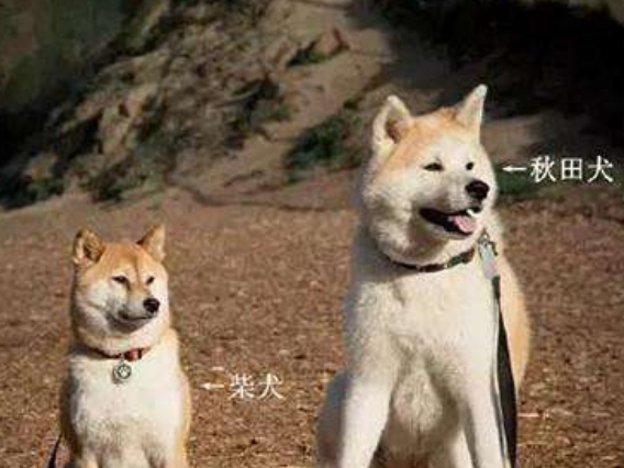 柴犬和秋田犬哪个好？是可以这样来差别不大下(图2)