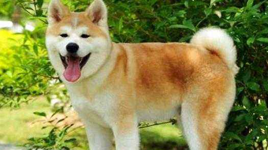 柴犬和秋田犬哪个好？是可以这样来差别不大下(图1)