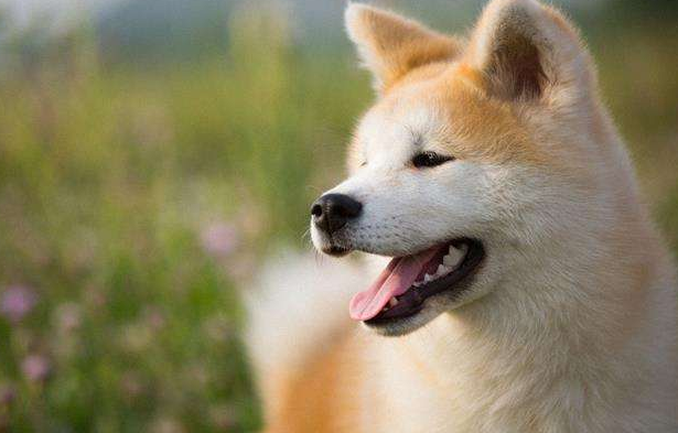 柴犬和秋田犬哪个好？是可以这样来差别不大下(图3)