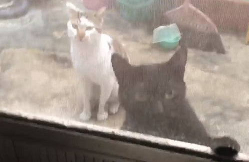 把罐罐交出来！猫猫们呛声讨严密保护费(图1)