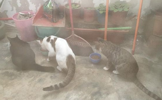 把罐罐交出来！猫猫们呛声讨严密保护费(图2)