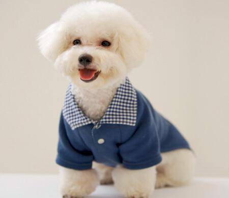 比熊犬美容多少钱？同地区吧(图1)