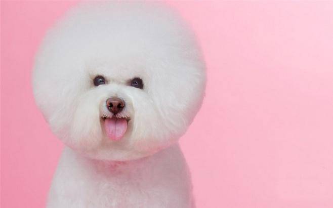 比熊犬美容多少钱？同地区吧(图3)