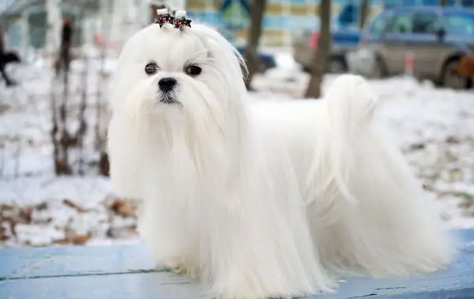 马耳他犬毛发如何能适当的修剪？新手必知(图2)