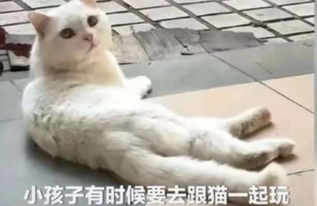 网曝广东一中学保安 将流浪猫装袋子掉下去！学校：没摔死 放生了(图1)