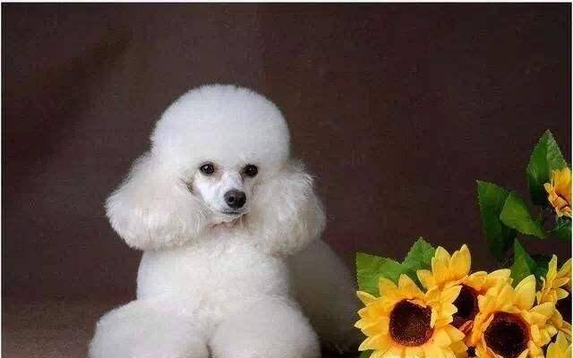 贵宾犬和萨摩耶哪个好养吗？偏文科类那些个方面来比较好下(图1)