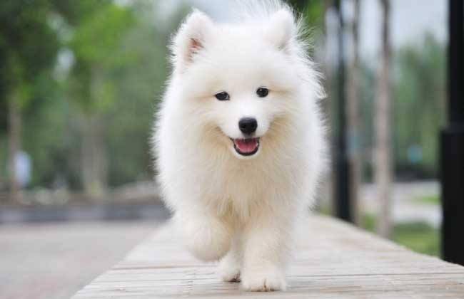 贵宾犬和萨摩耶哪个好养吗？偏文科类那些个方面来比较好下(图2)