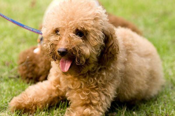 贵宾犬和萨摩耶哪个好养吗？偏文科类那些个方面来比较好下(图3)