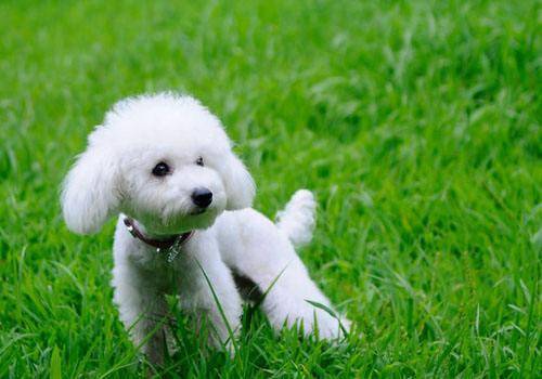 贵宾犬这个可以吃蔬菜吗？有些是应该不能的(图1)