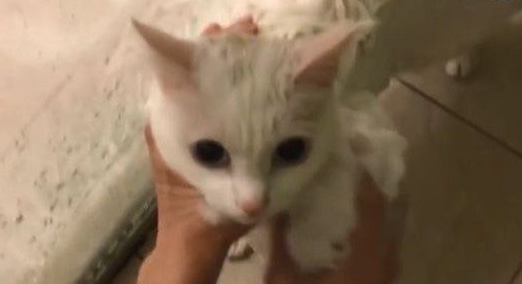 猫界女神豆浆一不小心让身体沾上屎味被奴才抓洗澡吗(图1)