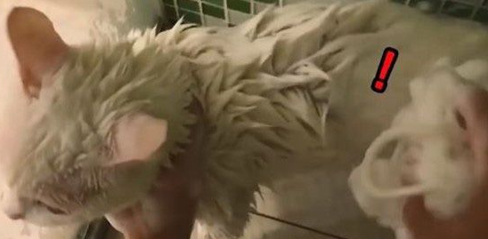 猫界女神豆浆一不小心让身体沾上屎味被奴才抓洗澡吗(图2)
