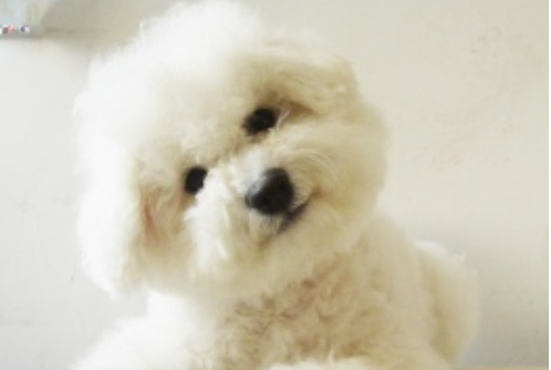 比熊犬的性格 只能说胆大的很(图1)