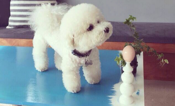 比熊犬的性格 只能说胆大的很(图2)