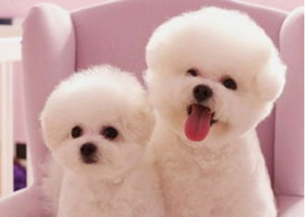 比熊犬的性格 只能说胆大的很(图3)