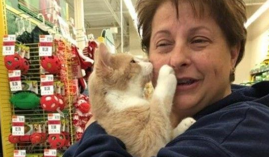 橘猫经历过二次死劫幸遇救命恩人撒娇耍赖表谢意(图1)