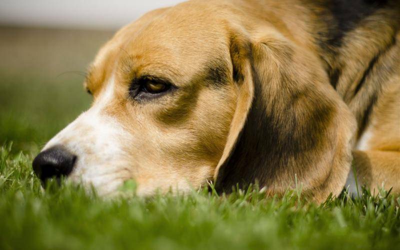 边境牧羊犬可以长多大？每条狗狗都不一样(图3)