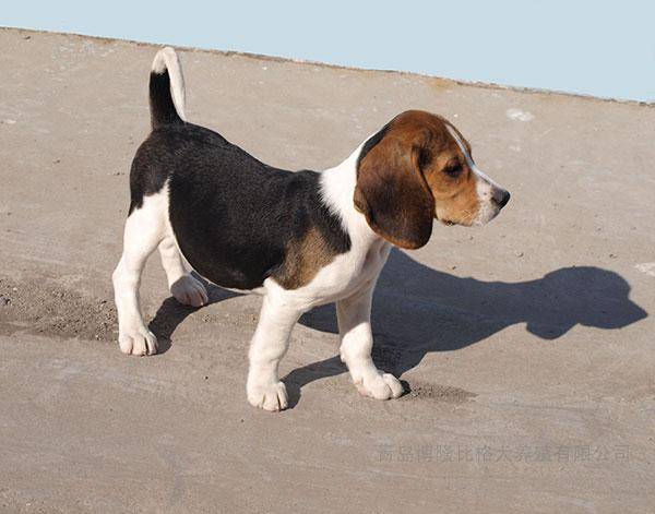 边境牧羊犬可以长多大？每条狗狗都不一样(图2)