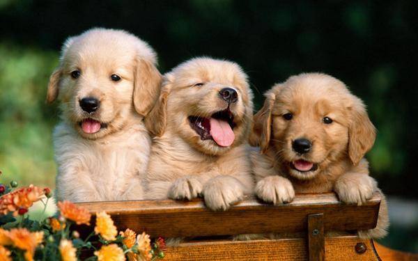 金毛犬多久能长大？这要因狗而异(图1)