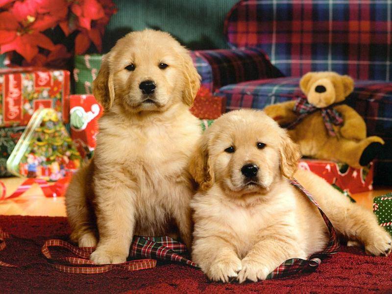 金毛犬多久能长大？这要因狗而异(图3)