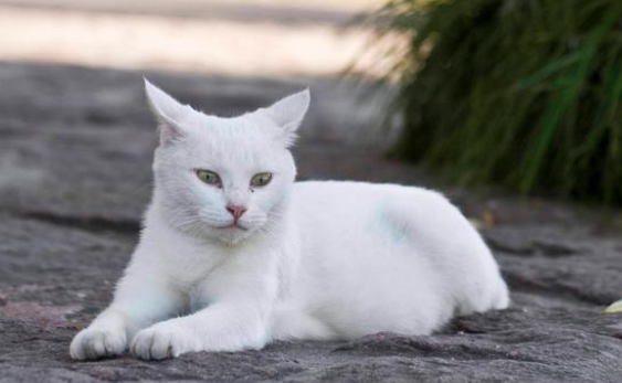 流浪猫为么被人欺负人|只是因为这样个原因 流浪猫被变态地女人狂揍命丧(图1)
