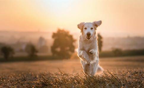 金毛成犬狗粮哪种好？只买对的不买贵的(图1)