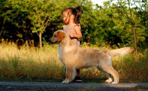 金毛成犬狗粮哪种好？只买对的不买贵的(图3)