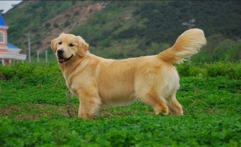 金毛成犬狗粮哪种好？只买对的不买贵的(图2)