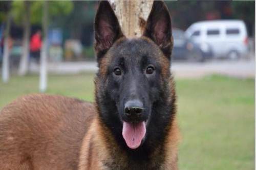 被小狗抓破皮要打狂犬疫苗吗？这要看情况而定(图3)