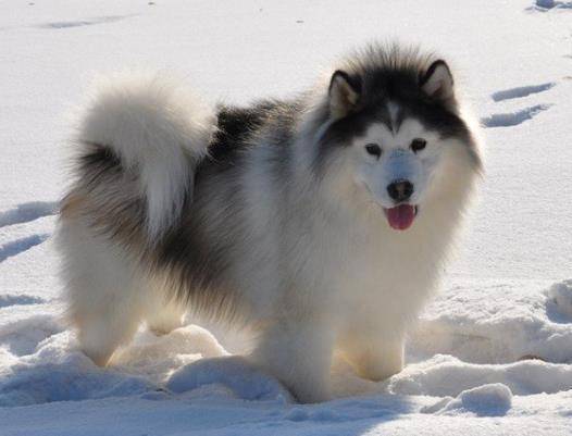 被小狗抓破皮要打狂犬疫苗吗？这要看情况而定(图2)