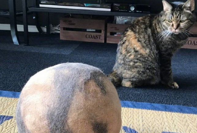 猫咪始终脱毛严重怎么办？猫咪：我怎摸可以不掉这么多多毛！(图2)