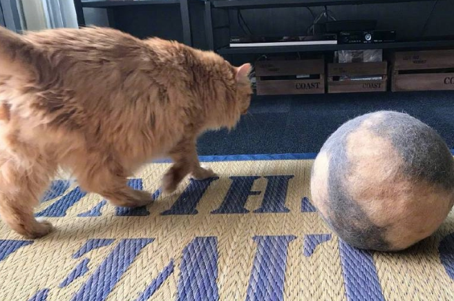 猫咪始终脱毛严重怎么办？猫咪：我怎摸可以不掉这么多多毛！(图3)