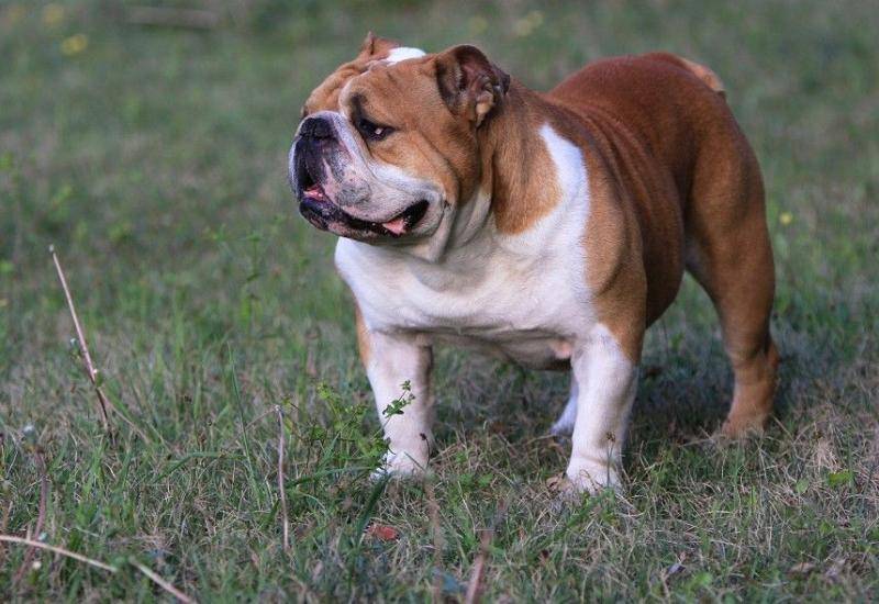 斗牛犬列害吗？打一架就所知了(图1)