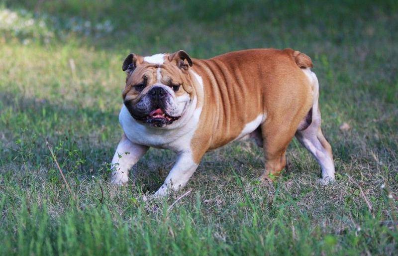 斗牛犬列害吗？打一架就所知了(图2)