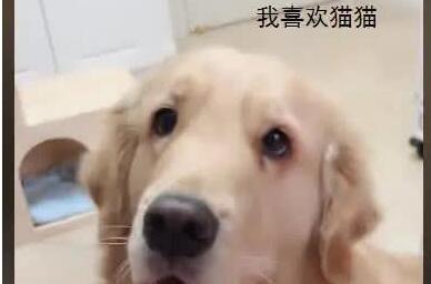 大金毛帮猫咪照顾孩子 摇身为“干爹” 猫:你也有我呢(图2)