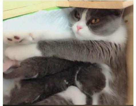 大金毛帮猫咪照顾孩子 摇身为“干爹” 猫:你也有我呢(图1)