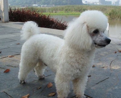 贵宾犬身上有味道咋办？是不是这个方面没去做(图2)