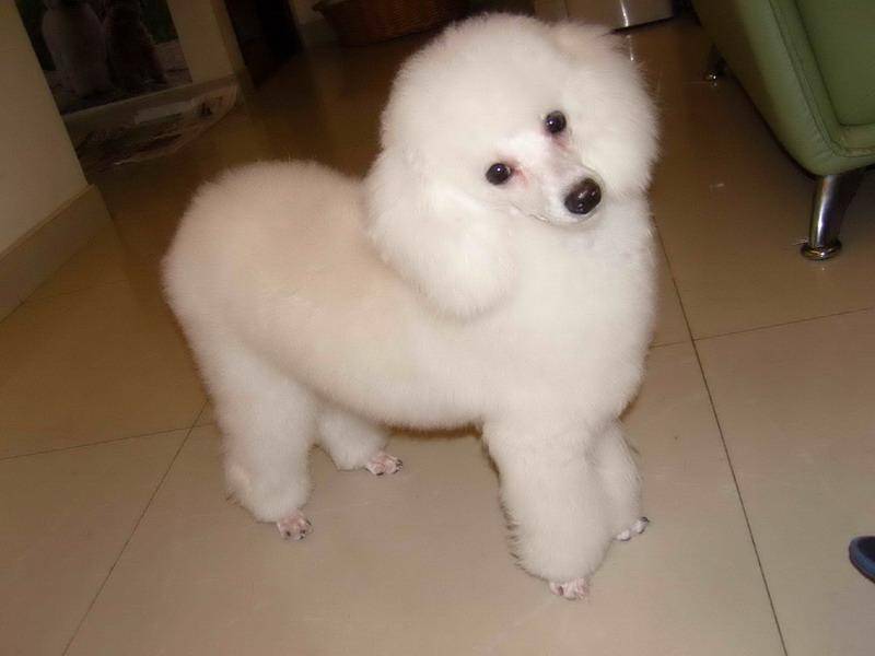 贵宾犬身上有味道咋办？是不是这个方面没去做(图3)