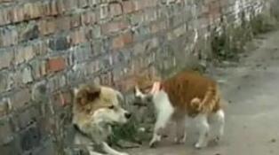 田园犬卡在墙孔被老对头胖橘猫发觉到 借此机会叼难还撒了泡尿(图1)