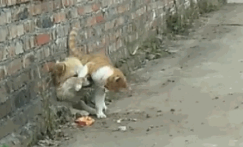 田园犬卡在墙孔被老对头胖橘猫发觉到 借此机会叼难还撒了泡尿(图3)