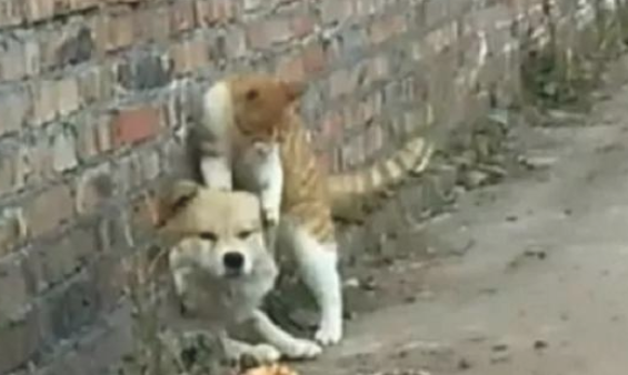 田园犬卡在墙孔被老对头胖橘猫发觉到 借此机会叼难还撒了泡尿(图2)