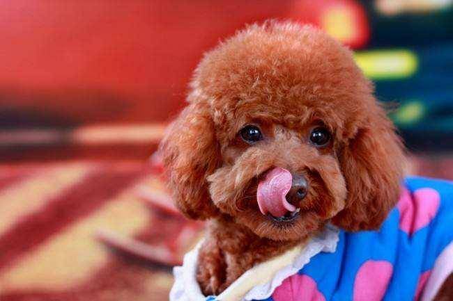 养泰迪犬的注意事项 那些方面比较好最重要(图1)