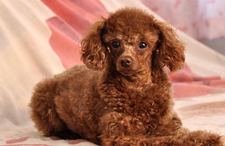 养泰迪犬的注意事项 那些方面比较好最重要(图2)