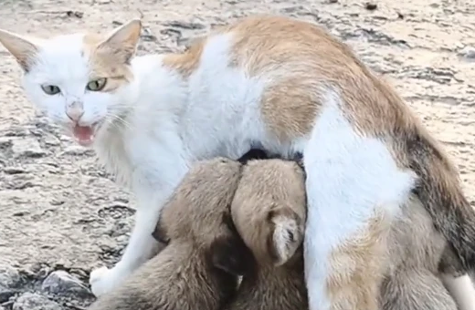 猫妈妈帮忙照顾幼犬无微不至的爱令大家小小的感动暗暗心惊(图1)