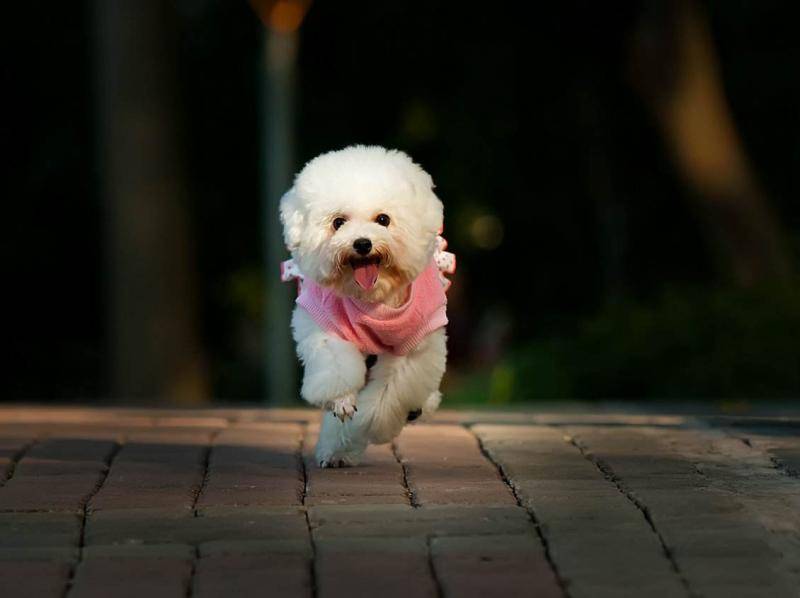 贵宾犬怎末训练点的坐标拉屎拉尿？掌握这几个要点(图2)