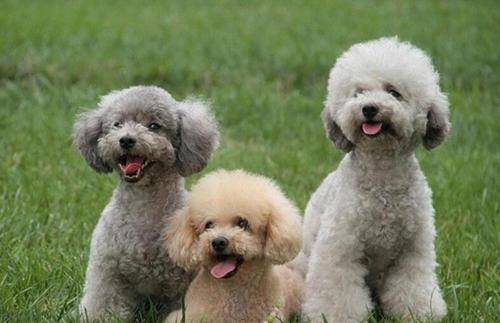 贵宾犬怎末训练点的坐标拉屎拉尿？掌握这几个要点(图3)