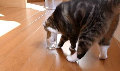 猫奴把乾乾丢进玻璃杯里测试猫咪惯用哪只手(图1)