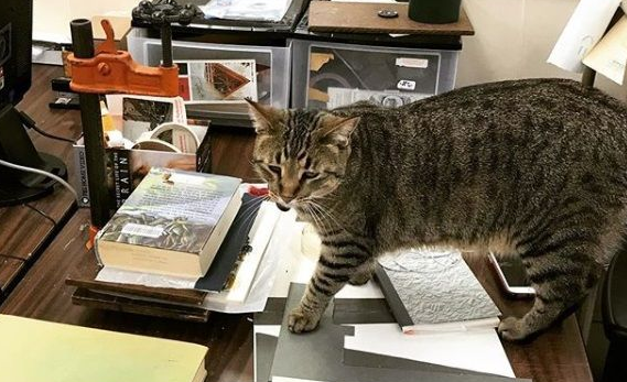 图书馆的虎斑猫露西强项卖萌的也能很认真工作(图1)